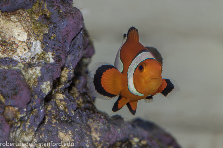 clownfish